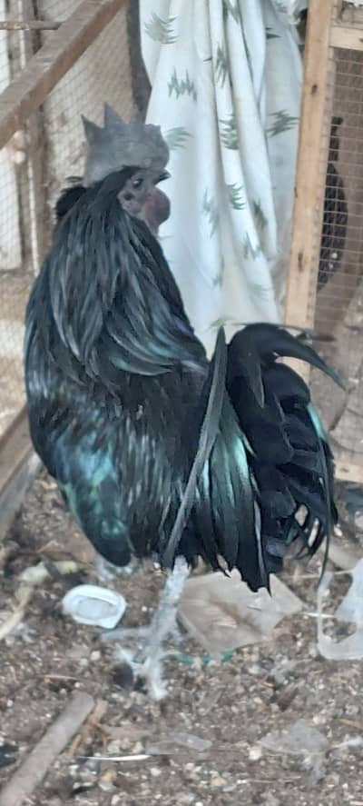 Ayam Cemani breeding pair / phoenix bantam