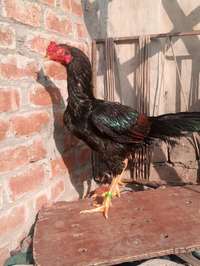Thai Trat pakoye female for sale