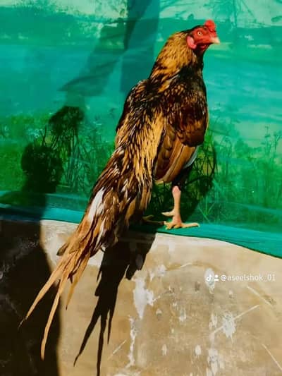 Shajra Murgha For sale