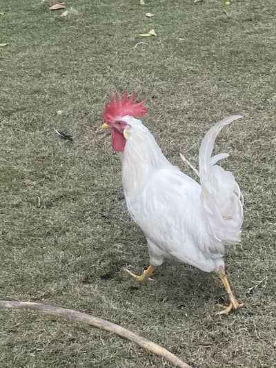 Hen for sale