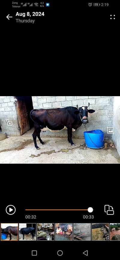 8 month  ghaban  full tiar 3 sova 16 litar  ke vrinti  urgent sall