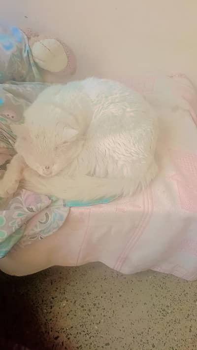 male triple coated Persian cat contact 03205717023