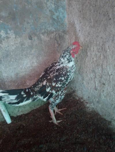 time nahi h  tabi sale kir Ra ho Bhai