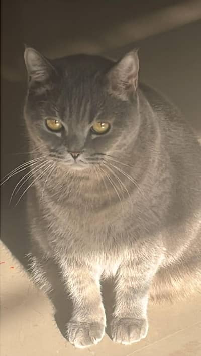 British short hair Cat