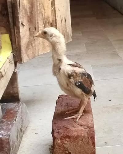 Aseel chicks pure mianwali