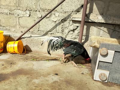 Lal mushka aseel sale Karna ha 5ooo ka