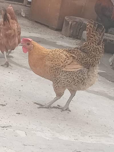 for sale lohman male feumi femail