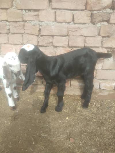 nasli bakri aka bachy