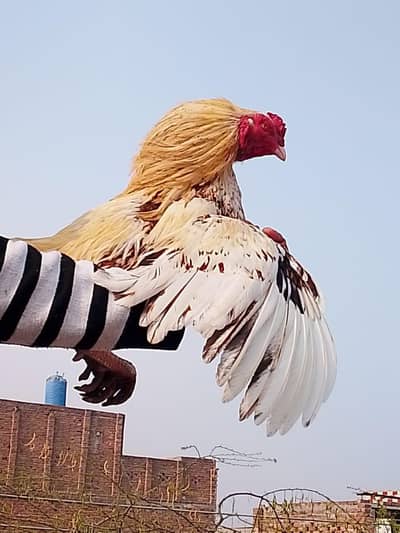 Heera pair and other beautiful aseel