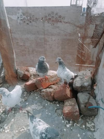 pigeon imam din bachre .  dabwale bache .  tedy bacha