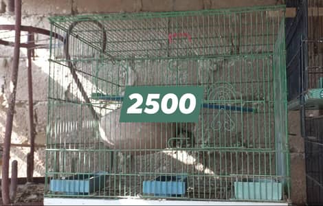 cages and black wing pairs top Quality Australian pairs