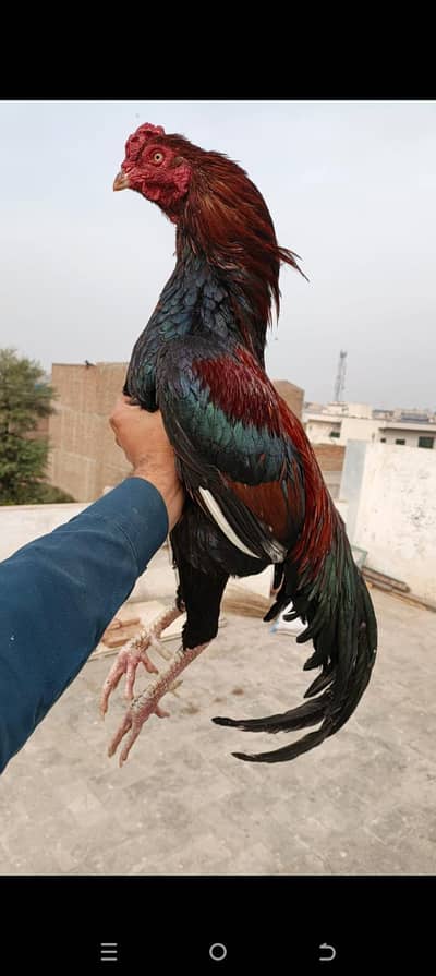 Aseel egg laying pair available