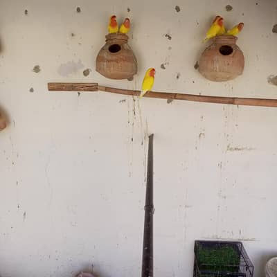 COMMON LUTINO BREEDER PAIRS