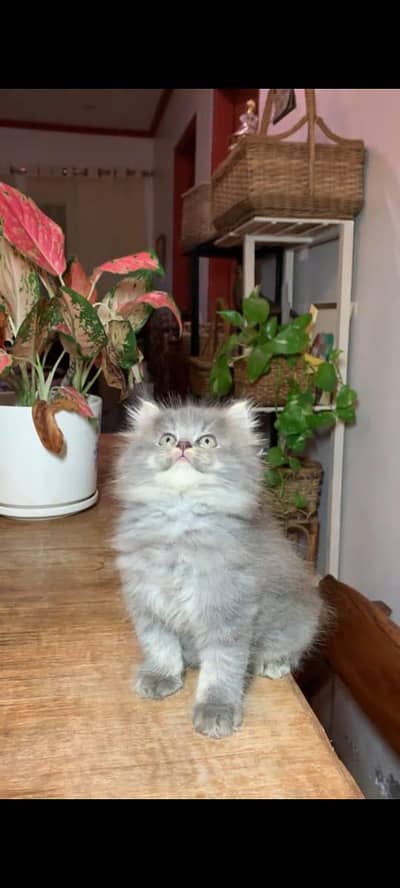 Persian kitten triple long coat and littler Trend/0331/7823482/