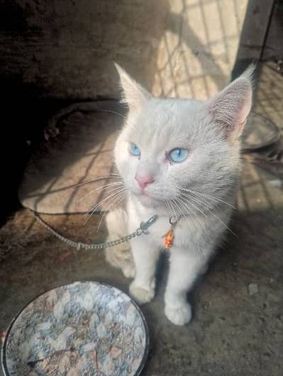 blue ayes cat