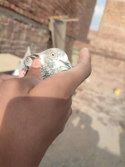 parwazi kabotar or joro wala for sale