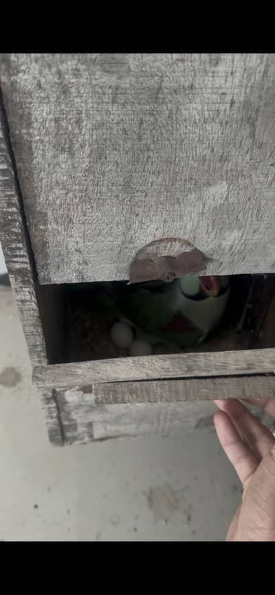 Breeder pair with eggs