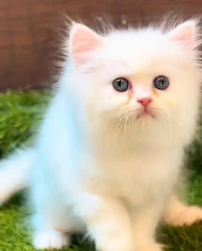 Persian female kitten for sale. my WhatsApp number 0320*24-100*47