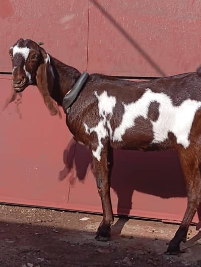 nagra beauty 03141446467 rabta number