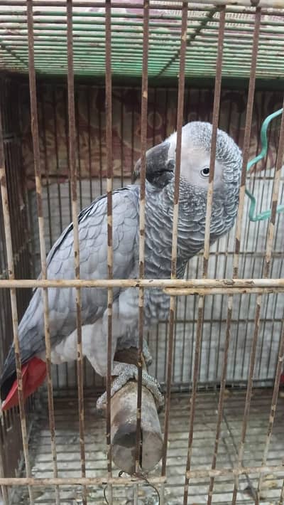 African Grey Parrot Pair
