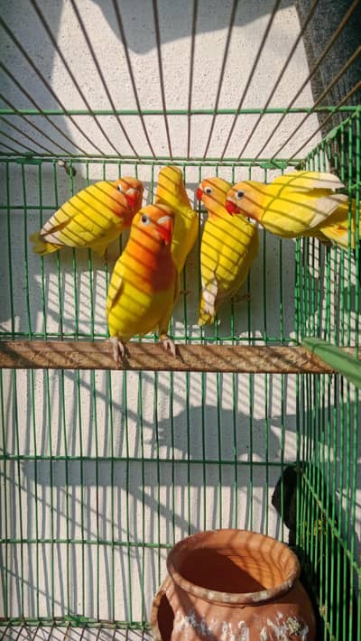 lovebird & Australian parrots  for sale resinabil price
