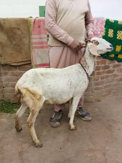 8 daet teen bacchon wali