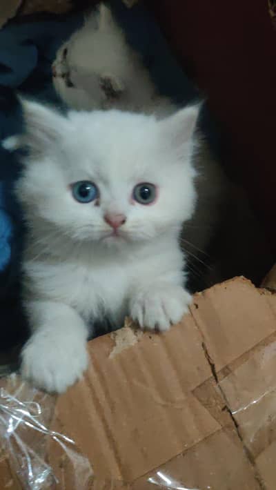 Persian cat kittens pair