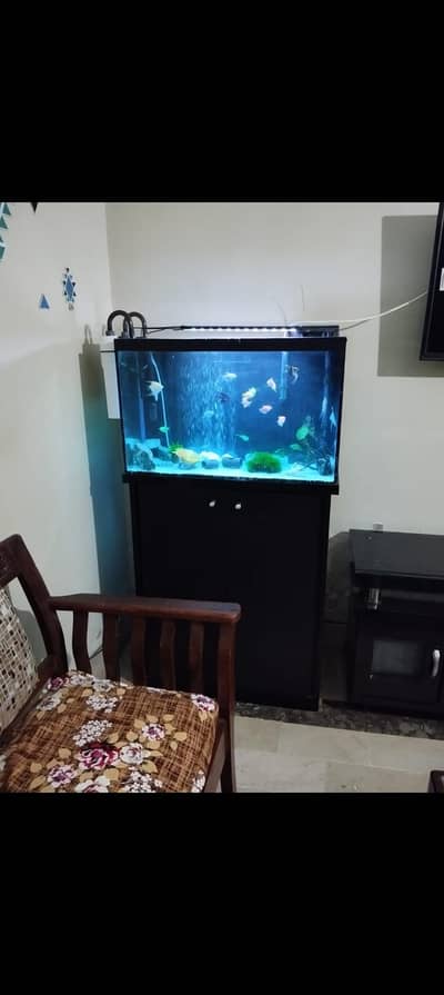 Aquarium Setup