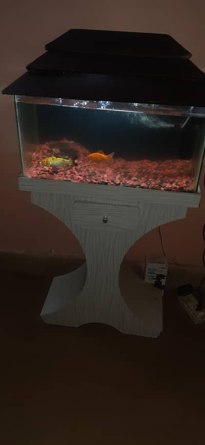 fish aquarium fro extremely cheap size 2 by 1 with 2 fish