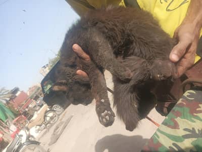 Black  Cat available green eyes