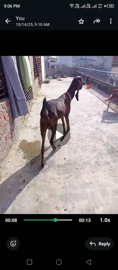 Pure Desi Goat Nagari Paath 4 dant