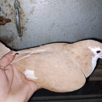 Lal shrazi pair for sale