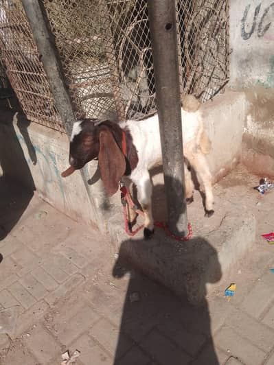 Bakra for sell wtsb nmbar 03102639551
