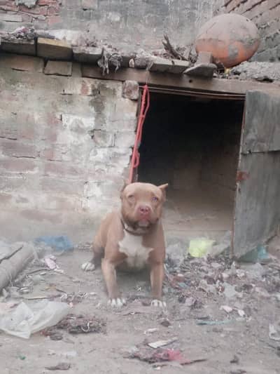 pitbull