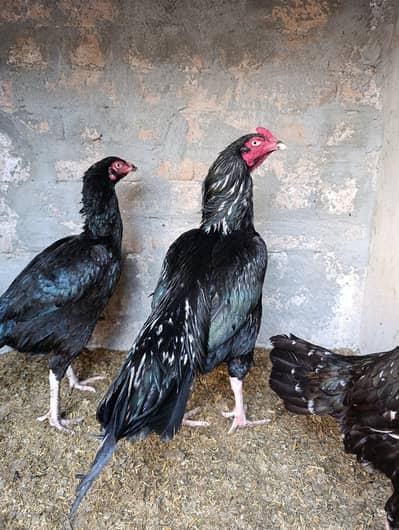 Assel lasani | lasani murga | mianwali aseel | muskha. 03096360200