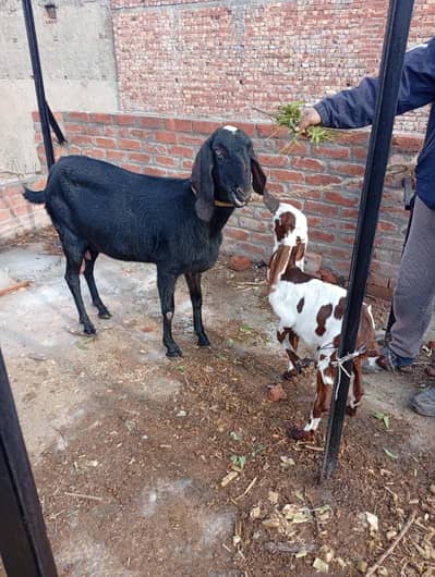 brown  nagri with mother
