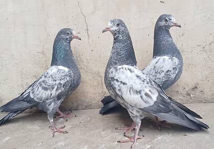 Teddy Pigeons