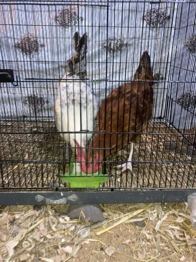 Ghar ka desi murgay 2