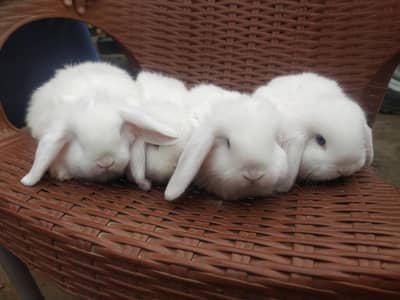 Holland loop Rabbit Bunnies