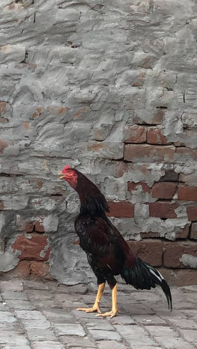 Red Lakha murga patha , breed ky liye ready