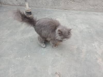 Persian cat