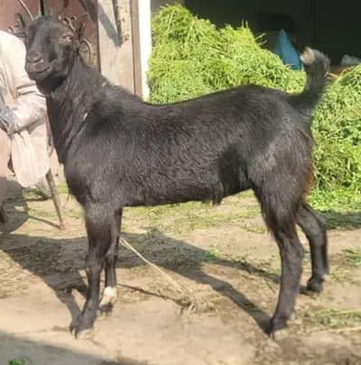 pure breder teda 100 percent  in very cheap prize