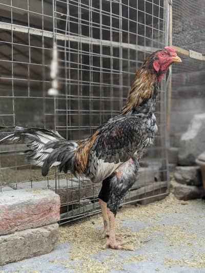 Thai aseel jory / aseel murgha