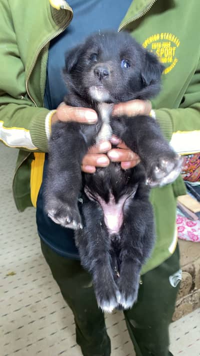 Labrador retriever female for sale