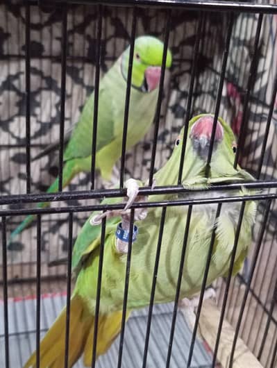 ringneck pair with cage