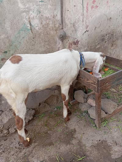 panjab breed khassi Bakra 03182461757