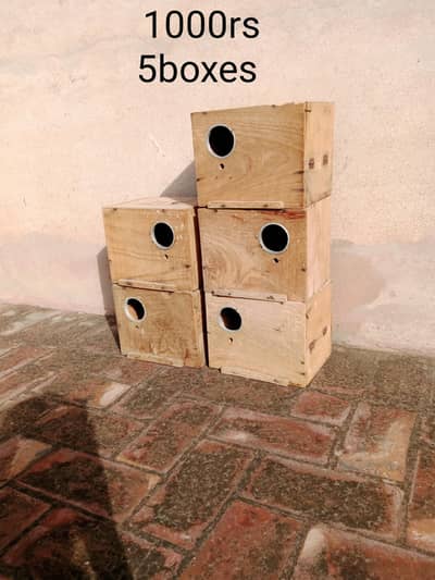 Birds boxes
