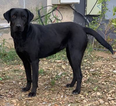 Labrador female puppy urgent sale