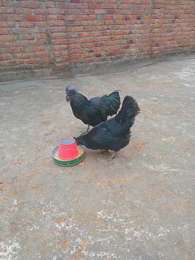 Gray ayamcemani pair for sale ha female eggs dayri ha