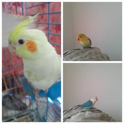 love bird and cocktail for sale (1500 each love birdcocktail for 2000)